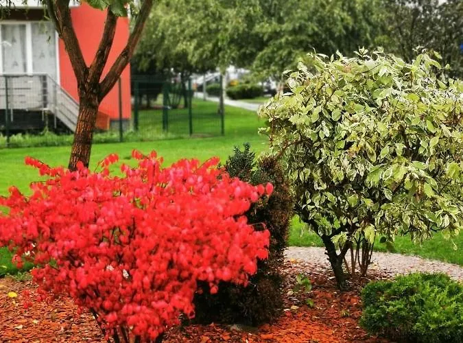 Richy Apartment Brasov